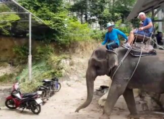 Phuket Elephant Camp Businesses Ready for Chinese Tourists