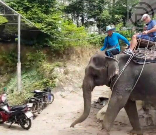 Phuket Elephant Camp Businesses Ready for Chinese Tourists