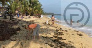 Russian Tourists Help to Clean Up Beach on Samui Island