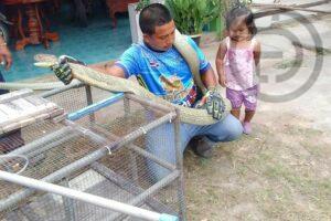 Five Meter Long King Cobra Caught in Krabi
