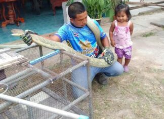 Five Meter Long King Cobra Caught in Krabi