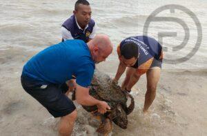 Large Injured Sea Turtle Rescued on Samui Island