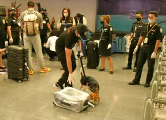 Sniffer Beagle Inspects Luggage and Passengers at Phuket Airport