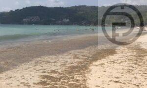 Patong Trying to Solve Algae Blooming on Beach