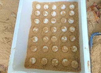 88 Sea Turtle Eggs Found on Phuket Beach