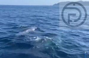 Two Bryde’s Whales Spotted in Phang Nga