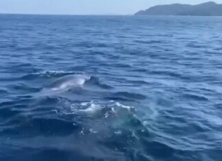 Two Bryde’s Whales Spotted in Phang Nga