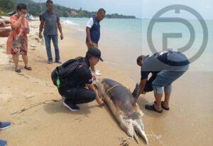 Dead Dolphin Found on Beach on Samui Island