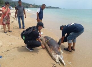 Dead Dolphin Found on Beach on Samui Island