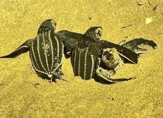 70 piccole tartarughe marine si schiudono e si dirigono verso il mare a Phang Nga
