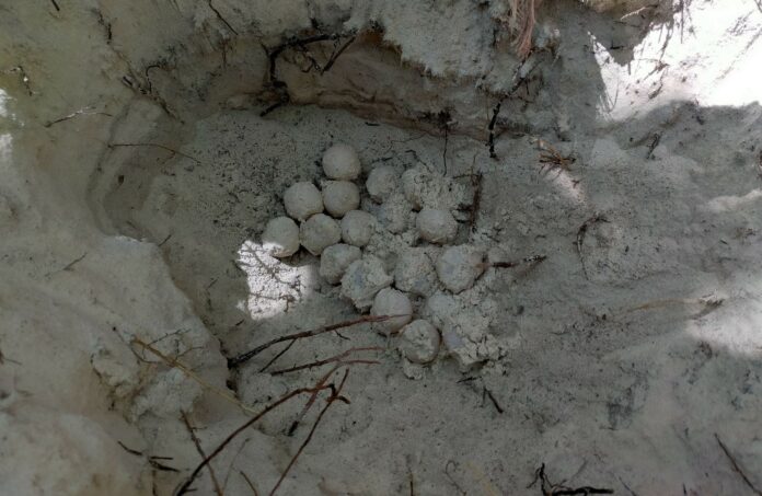 334941684_1314225942487457_6547639029087429560_n