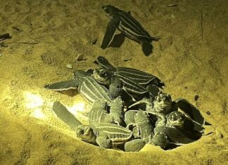 78 Baby Sea Turtles Hatch and Head into the Sea in Phang Nga