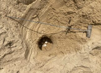 Sea Turtle Eggs Found on Beach in Phang Nga