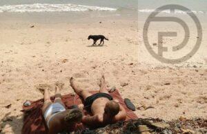UPDATE: Stray Dog Caught after Tourist Attacked on Ao Nang Beach in Krabi