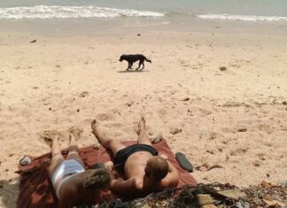 UPDATE: Stray Dog Caught after Tourist Attacked on Ao Nang Beach in Krabi