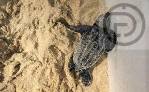 Forty Two Baby Sea Turtles Hatch and Head into Sea in Phang Nga