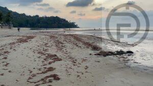 UPDATE: Phuket Officials Say Black Water at Patong Beach Is Caused by a ‘Plankton Bloom’