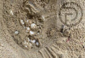 107 Sea Turtle Eggs Found on Phuket Beach