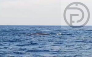 Bryde’s Whale spotted in Phang Nga – VIDEO