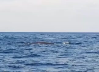 Bryde’s Whale spotted in Phang Nga – VIDEO