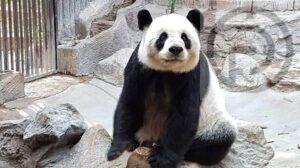 Thailand’s Famous Giant Panda Lin Hui Passes Away