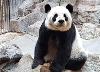 Thailand’s Famous Giant Panda Lin Hui Passes Away