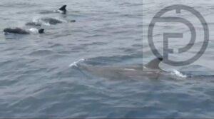 Dozens of False Killer Whales Spotted in Phang Nga