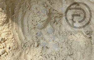 77 Sea Turtle Eggs Found on Beach in Phang Nga