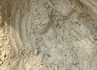 77 Sea Turtle Eggs Found on Beach in Phang Nga