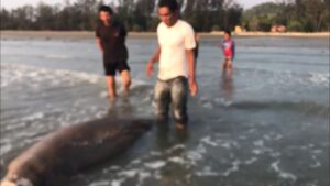 Headless Dugong Found on Beach in Krabi