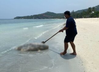 Dead Dolphin Found on Beach on Pha Ngan Island
