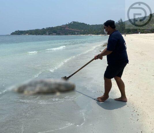 Dead Dolphin Found on Beach on Pha Ngan Island