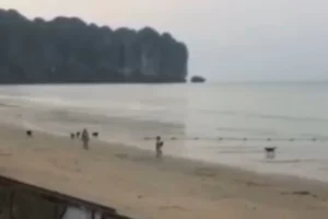 Two Foreign Tourists and Pet Dog Escapes Injuries From Ao Nang Stray Dogs