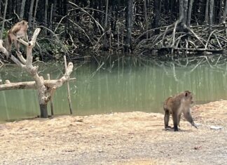 Phuket Starts Sterilization to Control More than 2,000 Monkeys