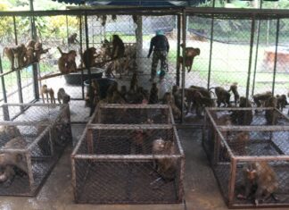 UPDATE: Phuket Sterilisation Project of Wild Monkeys is Now Underway