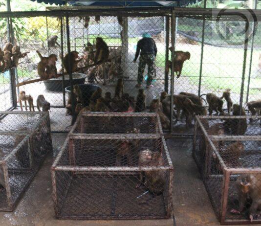 UPDATE: Phuket Sterilisation Project of Wild Monkeys is Now Underway