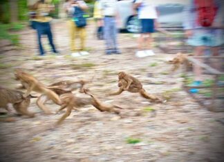 UPDATE: 100 Monkeys Sterilized and Released Back to Phuket Forest
