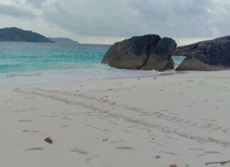 109 Sea Turtle Eggs Found on Beach in Phang Nga