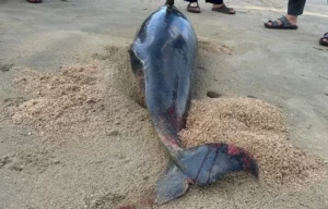 Dolphin Found Dead On Beach in Krabi