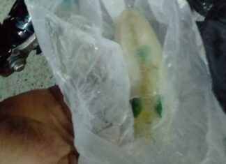 Man Arrested for Illegally Catching Cuttlefish in Phuket