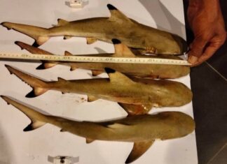 Man Arrested with Blacktip Reef Sharks in Phuket