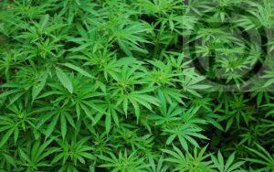 Top National Thailand Stories From the Past Week: MOU to Form New Government Signed, Cannabis Situation Hazy, and more
