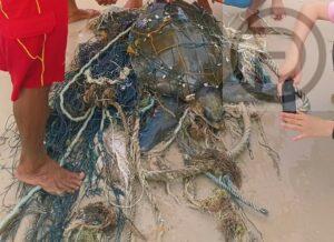 Sea Turtle Rescued After Getting Stuck in Fishing Net on Patong Beach
