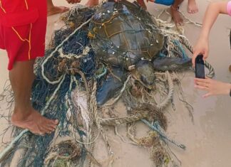 Sea Turtle Rescued After Getting Stuck in Fishing Net on Patong Beach