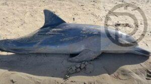 Rare Dolphin Found Dead in Krabi