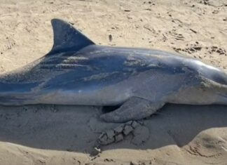 Rare Dolphin Found Dead in Krabi