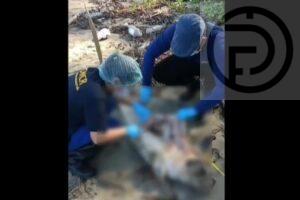 Dugong Found Dead in Krabi