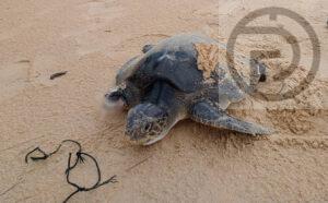 Sea Turtle With Lost Flipper Rescued in Phang Nga