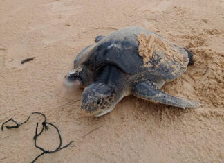 Sea Turtle With Lost Flipper Rescued in Phang Nga