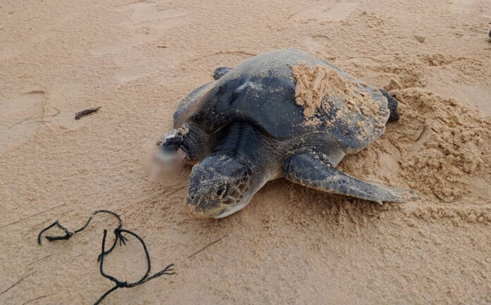 351110219_972769600538568_6049775381199297310_n